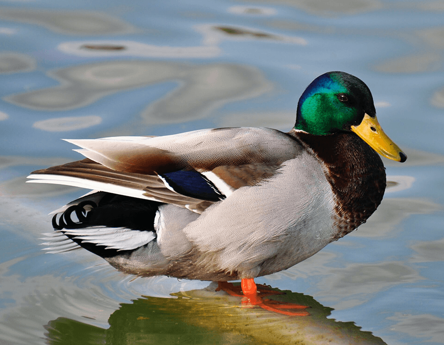 A mallard duck stands on the water's surface, showcasing its vibrant green head and colorful plumage.