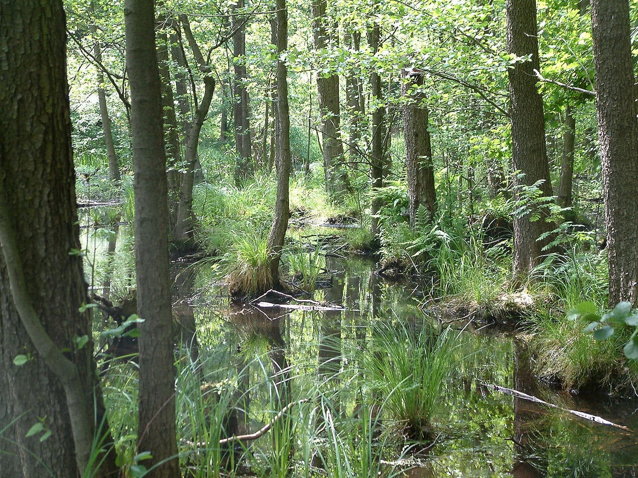 A serene forest scene with trees reflecting in a calm, shallow stream surrounded by lush greenery.