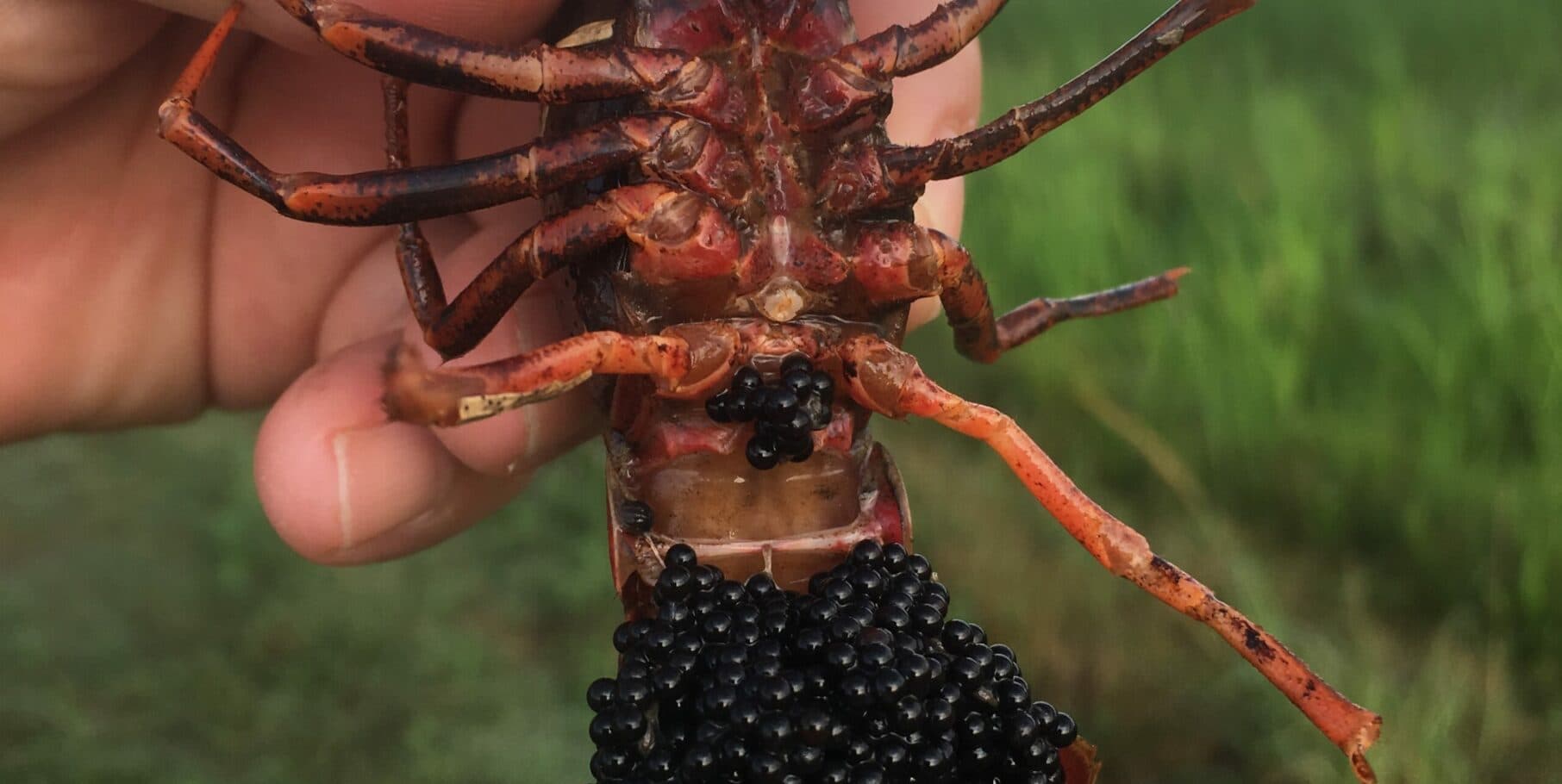 A person is holding a lobster-like creature with clusters of black eggs beneath its body.