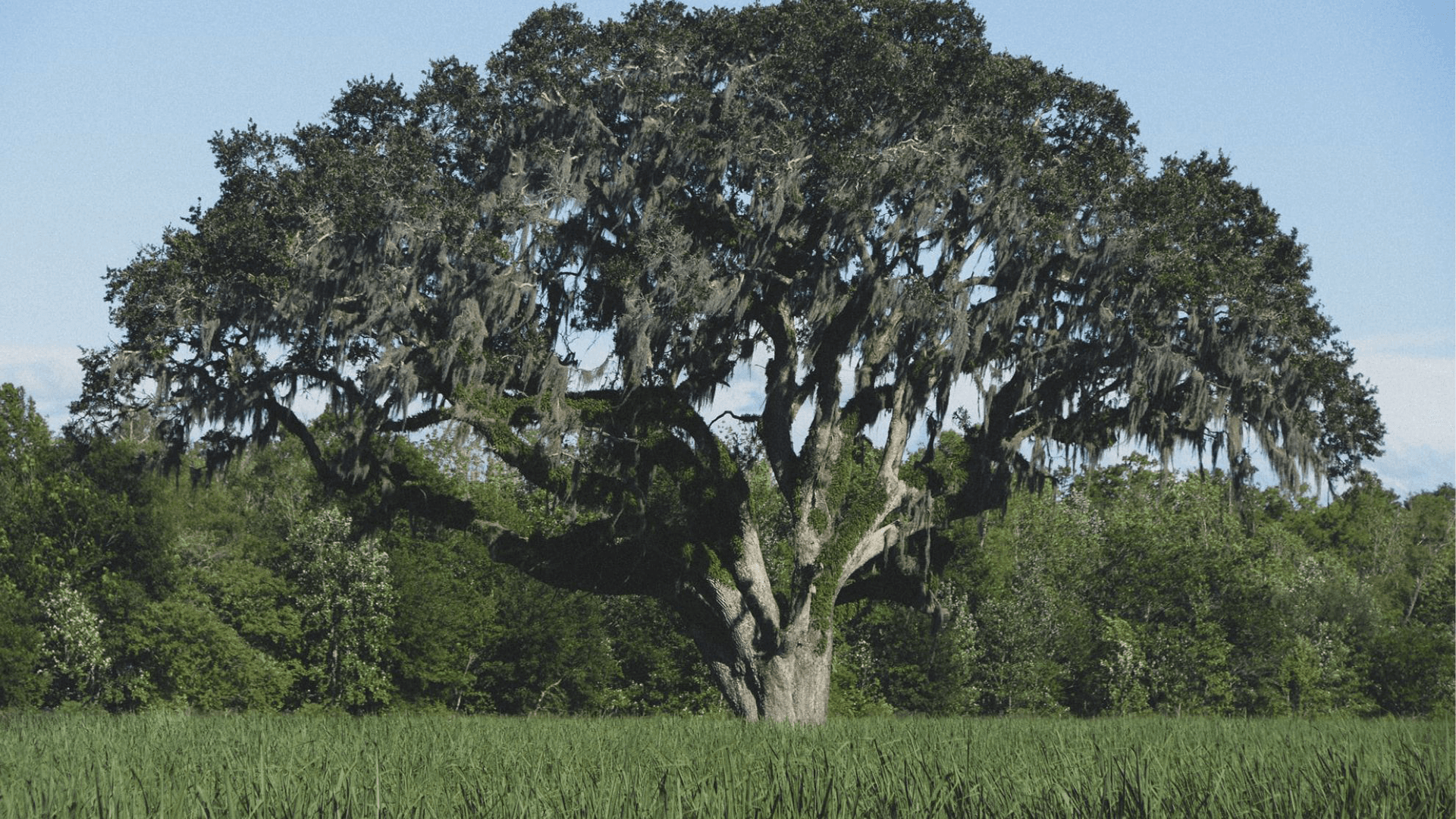 A large oak tree draped in Spanish moss stands amidst a green landscape under a clear blue sky.