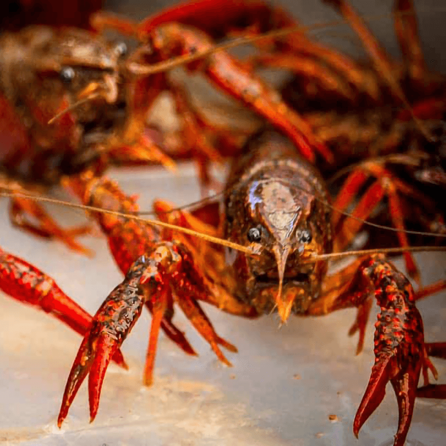 Close-up of two crayfish with prominent pincers.