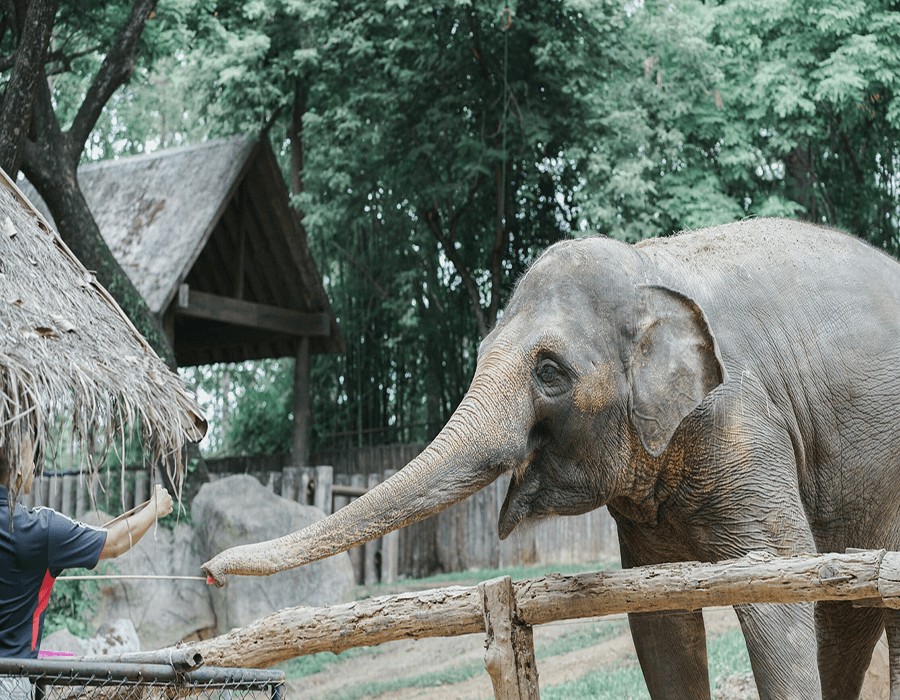 An elephant interacts with a person near a thatched structure in a zoo setting.