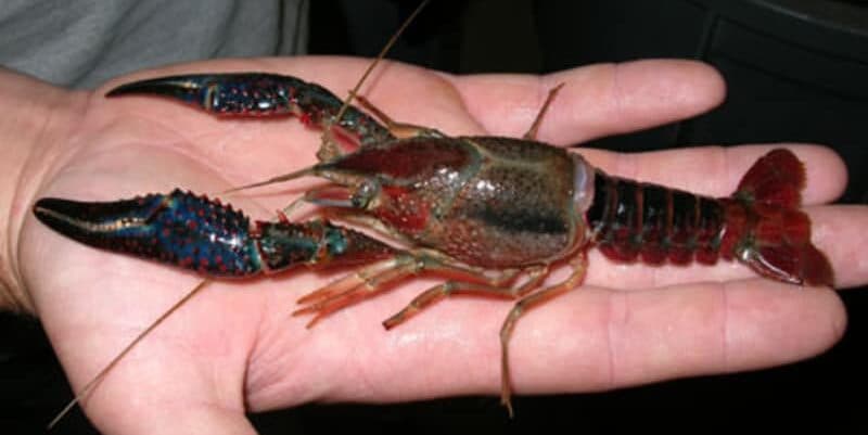 crawfish in hand crawfish in hand