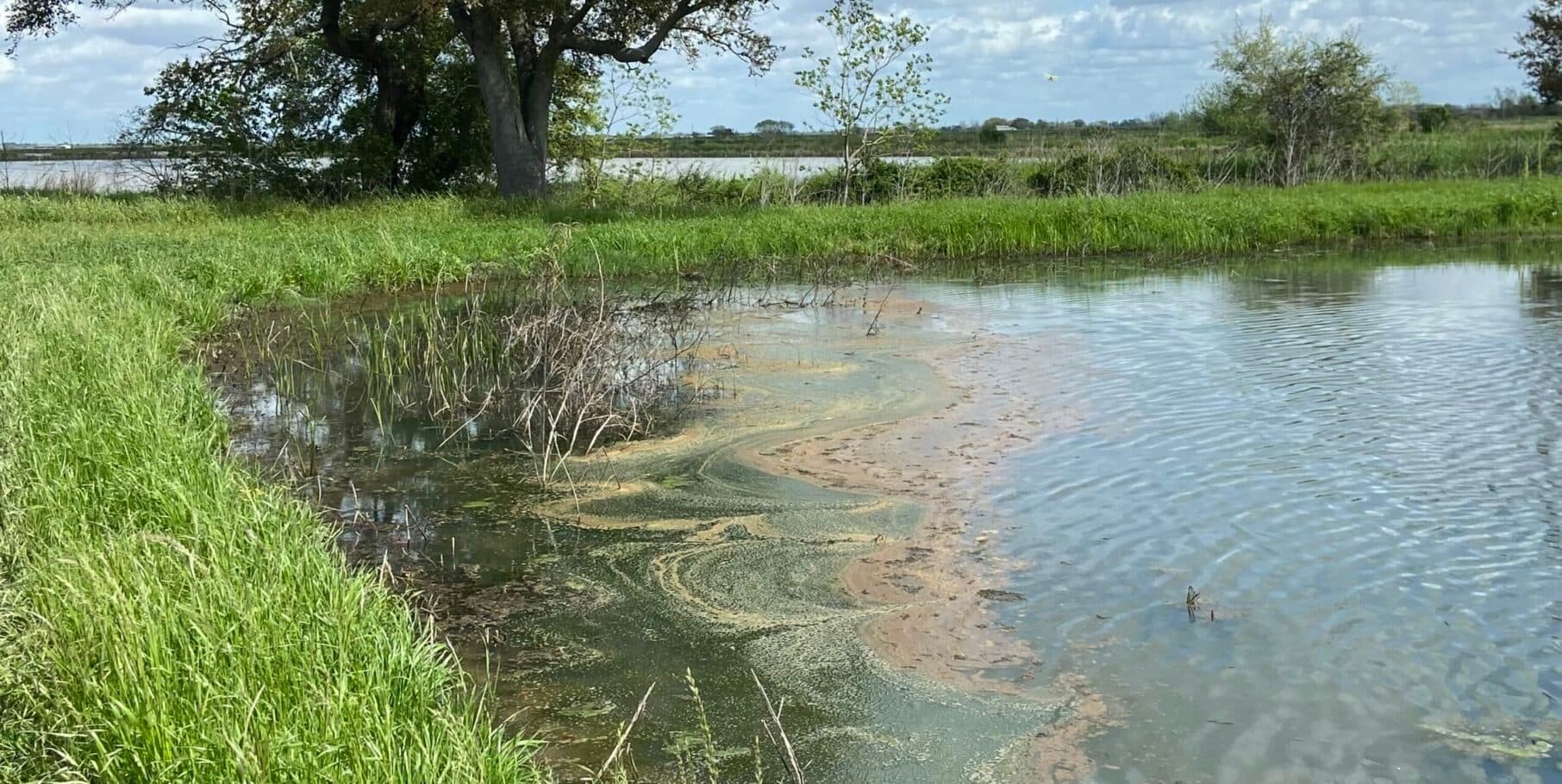 Pond with oily substance, surrounded by levee and green tree in rear Pond with oily substance, surrounded by levee and green tree in rear
