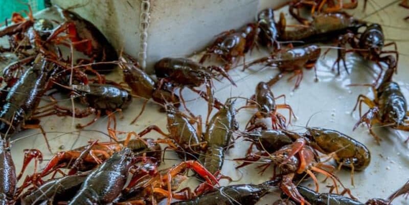 live crawfish live crawfish