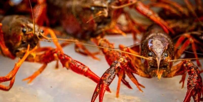 live crawfish live crawfish