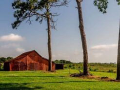 red barn with tall pine trees